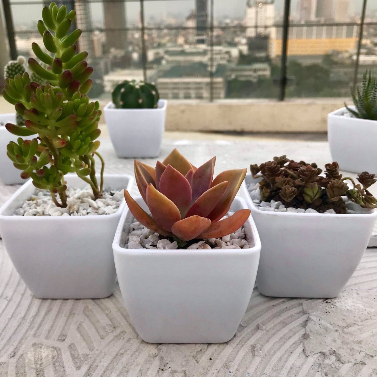 lilium_etc's tweet photo. Good morning guys! We are selling these cuties for only P120.00 each, and because it is the Senior High School week, Lilium is also giving you a special promo of 2 for P200.00! DM us or visit our booth in the Tan Yan Kee Car Park to get these elegant succulents! ❤️💐 https://t.co/bEA8FFDev5