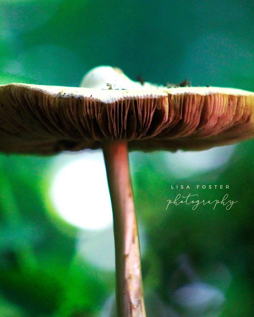 Under the #Vail 

#lostriver #virginia #lisafosterlocal #loveva #onlyinva #virginiaphotographer #virginiaphotography #lisafosterphoto #lisafosternature #mushroom #lisafostermycology #mycology #earth #forestdweller #mushrooms🍄 #vastatepark #statepark … ift.tt/2XI0Kx1
