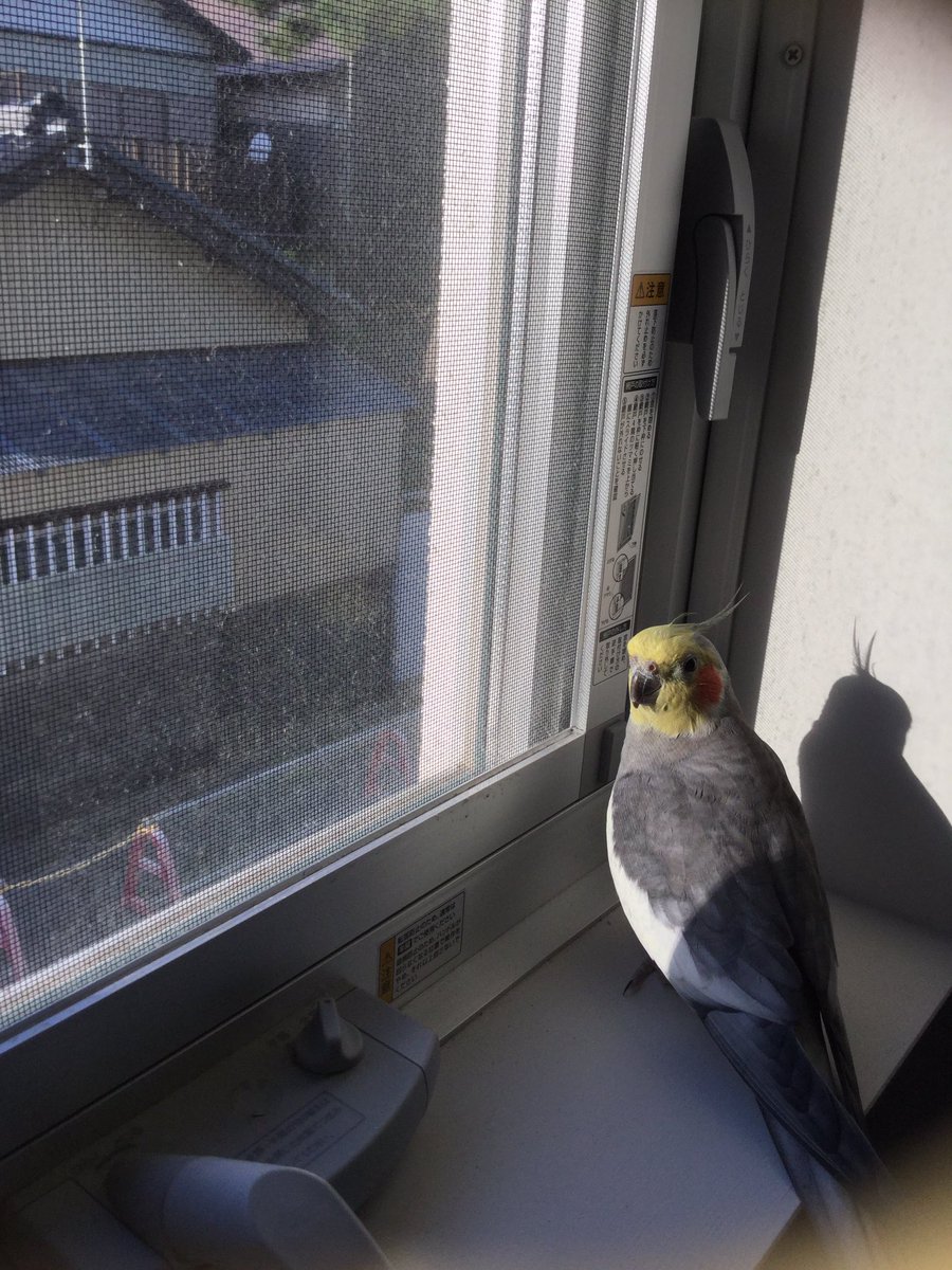 pinkparl1's tweet photo. 【拡散希望】2019/2/19（水）11:30ごろ静岡市駿河区用宗（石部）自宅でオカメインコ行方不明。些細な情報でも結構ですのでご連絡お願いします。名前/ハッピー性別/オス特徴/顔が黄色ほっぺがオレンジ/体はグレー、大きさ25cm、手乗りお腹に黄色い模様あり #迷子鳥 #迷子インコ https://t.co/UZtmFcPr3R