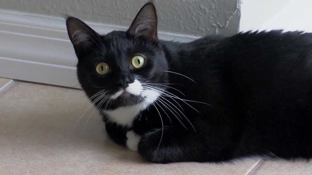 WFLA's tweet photo. Cat credited with saving Florida couple from carbon monoxide poisoning https://t.co/rlk9E6448E https://t.co/zHryTD0e9t