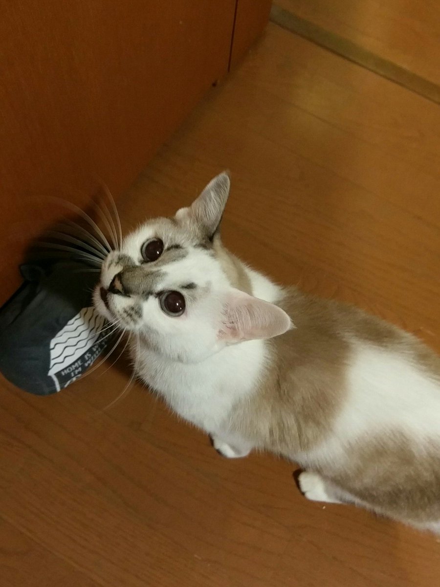 romatonrocama's tweet photo. 上目遣い、お上手だす😽 https://t.co/bHaAtXkeC3