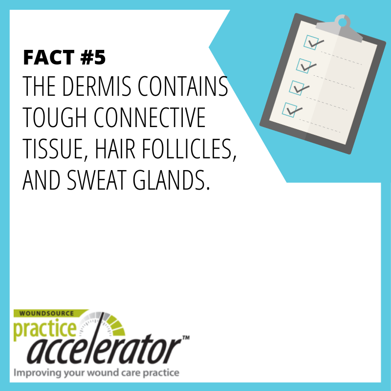 WoundSource's tweet photo. Fact-A-Day | Fact #5
https://t.co/5rxbfGj4bn #WoundSourcePractice Accelerator #SkinManagement https://t.co/Kq8IdG1D57