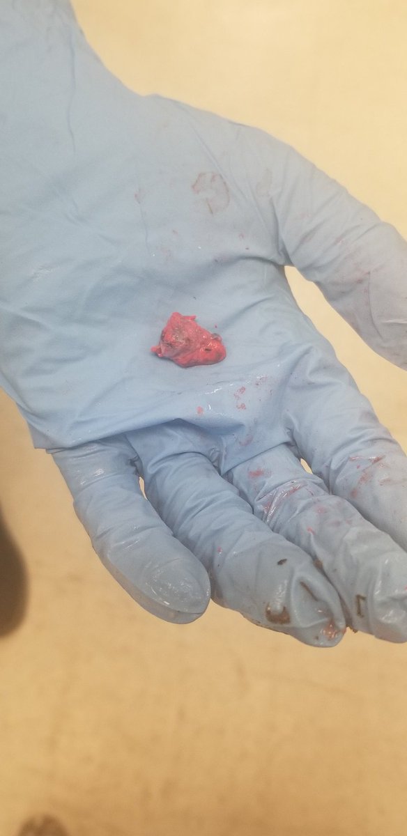 MsRomo307's tweet photo. Oh my goodness -- this frog has been DISSECTED! It's almost empty! This is what #DissectionClub is all about! #TecVoc #TecVocScience  @WISE_KidNetic https://t.co/xJkNiowr7J