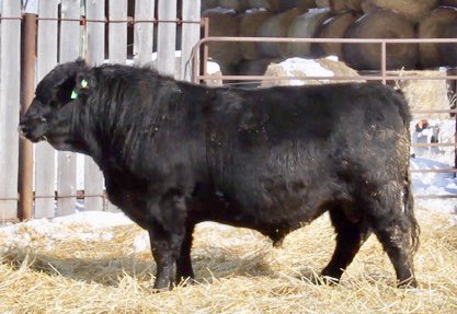 EdieCreekAngus's tweet photo. Here is one of our top MH Tubby sons - Edie Creek Tubby 95E - Lot 33

Tubby was a Lodge of Wye son that bred cows here until the ripe old age of 11. Tubby's dam raised calves until she was 16yrs old.

 Buy this bull to improve feet, capacity, fleshing and fertility. #HerdBuilder https://t.co/zN0OTvIPSe