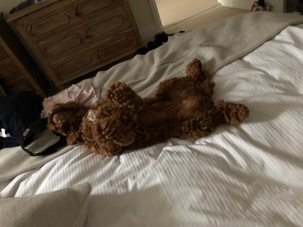 miathecockapoo tweet picture