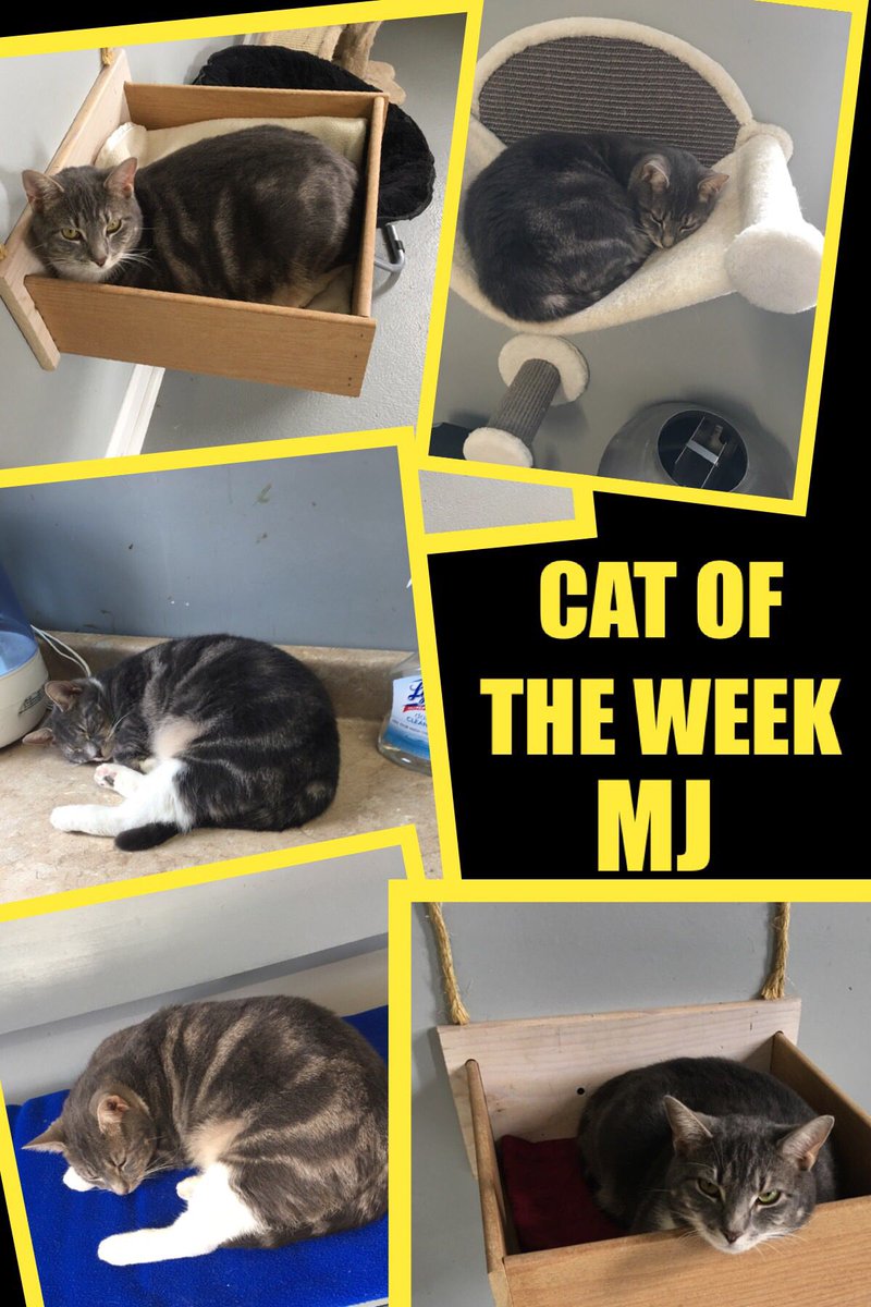 FinnlandsF's tweet photo. Mj is 2 yrs and such a sweet girl! She is looking for her furever home! #catsofinstagram #catlovers #CatsOfTwitter #petsofinstagram https://t.co/M6Grxwqr69