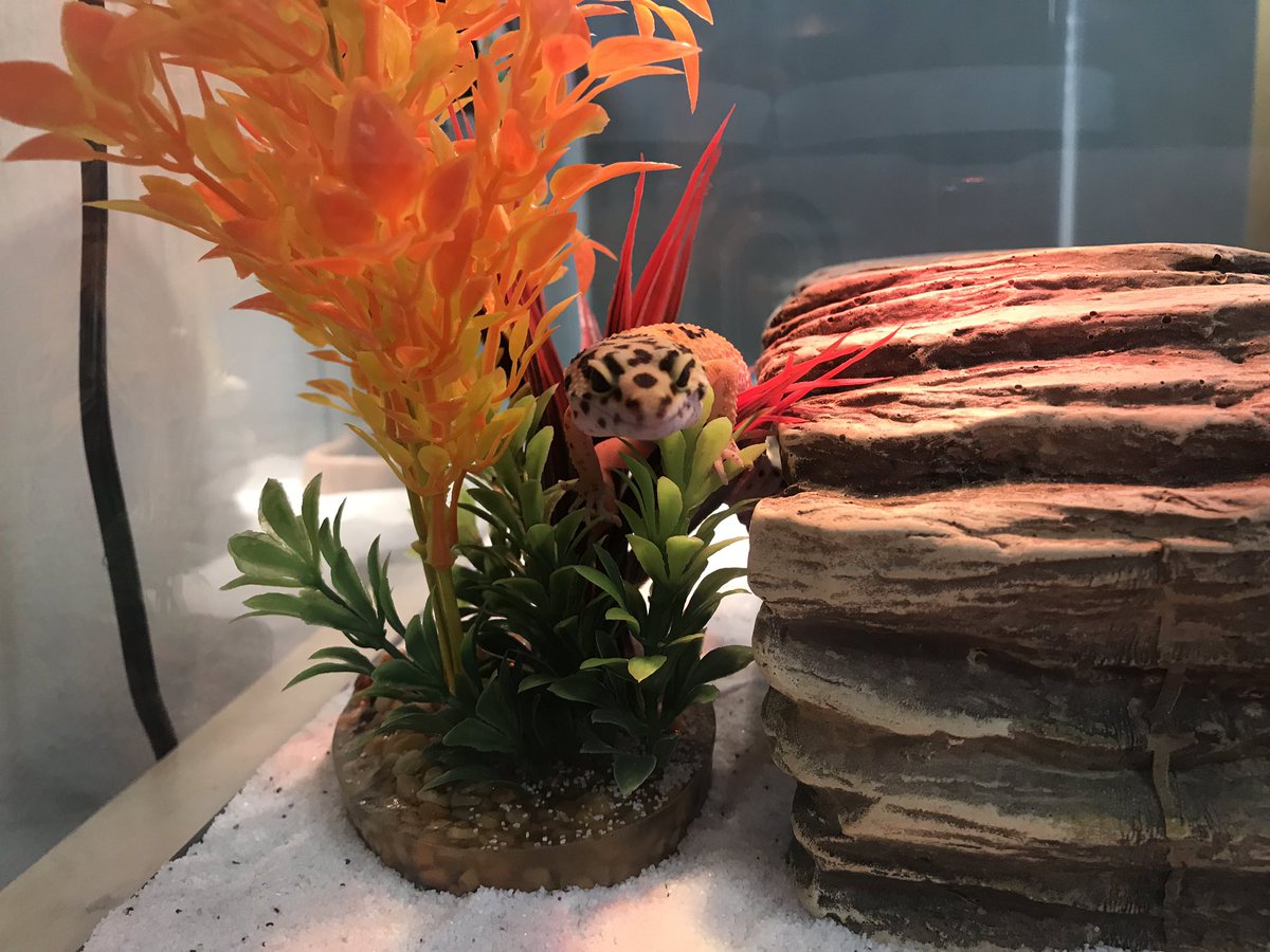 Come meet Lil’ G at Open House! #leopardgecko #petsintheclassroom <a href="/petco/">Petco</a>