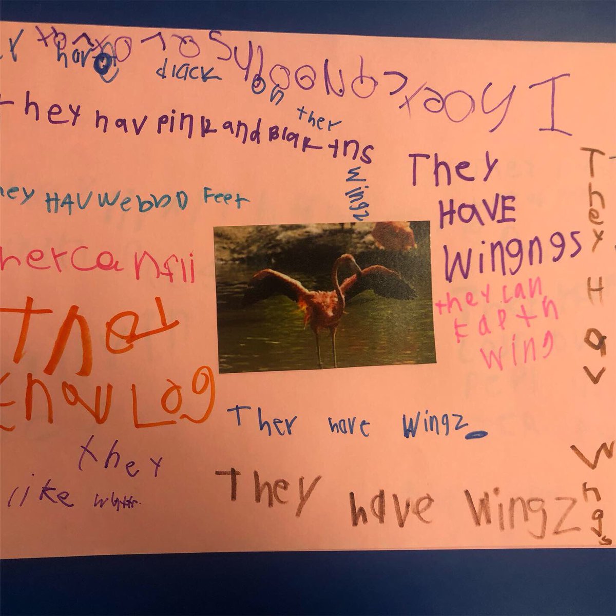 Masters_kinder's tweet photo. Today we learned that you can learn a lot about a topic by looking closely and observing photos. Students did a picture walk and wrote down their new learnings! #Inquiry #flamingos #iteachkinder #Kindergarten https://t.co/PBjuHrgvCx