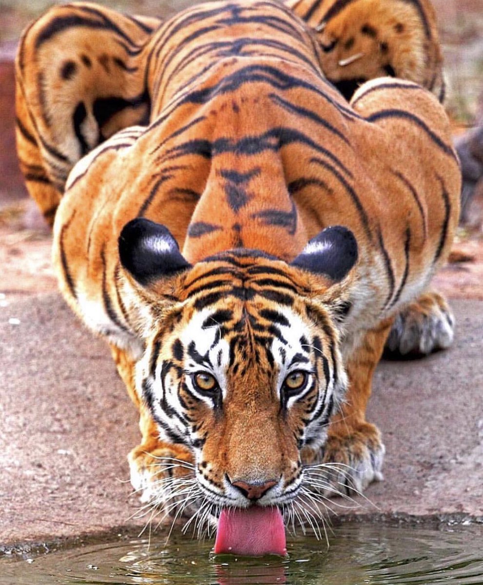 Your <a href="/HighlandChev/">Highland Chevrolet</a> Aurora Tigers play game 4 tomorrow night in the Jungle vs <a href="/NmktHurricanes/">Newmarket Hurricanes</a> come support these 2 franchises in an exciting playoff series <a href="/Town_of_Aurora/">Town of Aurora</a> <a href="/TownofNewmarket/">Town of Newmarket</a> <a href="/TMrakas/">Mayor Tom Mrakas</a> <a href="/OJHLOfficial/">OJHL</a> <a href="/TheAuroranNews/">The AuroranNewspaper</a> <a href="/SportAurora/">Sport Aurora</a> <a href="/LeafsMaz20/">DartGuy</a> <a href="/DollarAurora549/">Your Dollar Store With More - Aurora, On</a> #jungle