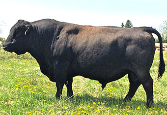 EdieCreekAngus's tweet photo. Here is one of our top MH Tubby sons - Edie Creek Tubby 95E - Lot 33

Tubby was a Lodge of Wye son that bred cows here until the ripe old age of 11. Tubby's dam raised calves until she was 16yrs old.

 Buy this bull to improve feet, capacity, fleshing and fertility. #HerdBuilder https://t.co/zN0OTvIPSe