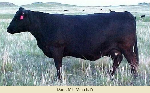 EdieCreekAngus's tweet photo. Here is one of our top MH Tubby sons - Edie Creek Tubby 95E - Lot 33

Tubby was a Lodge of Wye son that bred cows here until the ripe old age of 11. Tubby's dam raised calves until she was 16yrs old.

 Buy this bull to improve feet, capacity, fleshing and fertility. #HerdBuilder https://t.co/zN0OTvIPSe