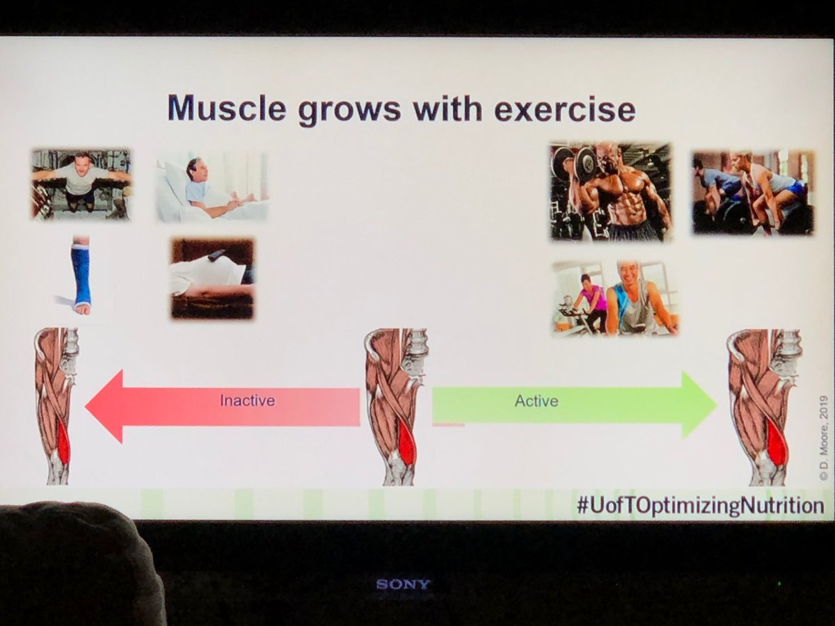 MrCaplan's tweet image. Love this idea! Take your dog for a walk, every day - even if you don’t have one. #UofTOptimizingNutrition #webstream