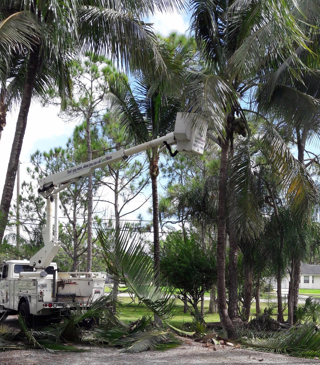 savemoretreesrv's tweet photo. Storm prep has begun! π²π 561-513-7883
https://t.co/R6pvY1Q7Fm
#Stormprep #TreeRemoval #Loxahatchee #Loxlife #Landscape #Stormpreparation #HurricaneSeason #SaveMoreTreeService #Arborlife #HappyTuesday #TreeTrimming #PalmTrees https://t.co/O9xLMbH3ZA