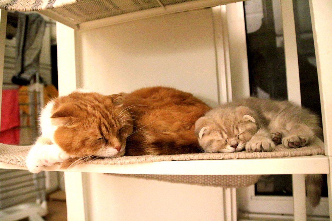 dalbus_JW's tweet photo. 아빠와 아들
#surinoel #수리노을 #surinoelyoutube #youtube #유튜브 #cat #고양이 #냥스타그램 #캣스타그램 #노을 #Noel #노을아재 #노으리 #아빠바빠 #배고파 #똥싸면기분좋은고양이 #자유로운영혼 #이즈 #Iz #워즈 #곰냥이 #곰즈 #왕발이즈 #초코식빵이즈 #크고소중한이즈 #꼬치즈 #꼬물이시절 https://t.co/dlUPfidaZU