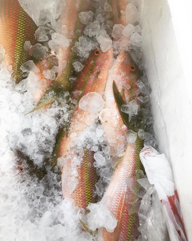 flyingfishrman's tweet photo. Good day on the reef catching some nice #yellowtails for a fish fry tonite #flyingfisherman #polarized #eyewear #quality #affordable #sunglasses #islamorada #floridakeys #builtforwater https://t.co/uCOv4CIums https://t.co/IVrir4YQQ5
