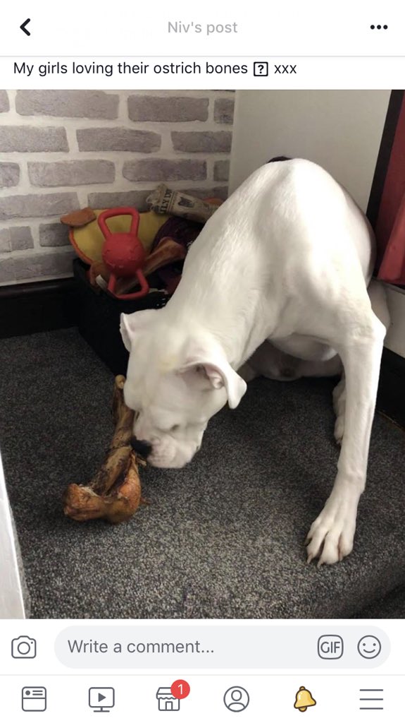 SuppliesSouth's tweet photo. 1ft none splinter ostrich bone!🐶😍✨
£9.99 #raw #rawdoguk #rawfeddog #rawfeeding #dogsuk #dolover #rawtreats #rawdogtreats https://t.co/H7EnNJDG31