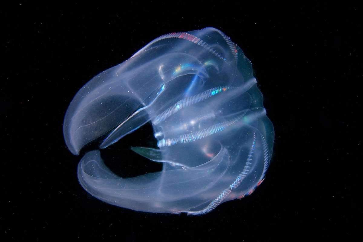MBARI_News's tweet photo. The comb jelly, Mnemiopsis leidyi, forms an anus only when it needs to defecate, then disappears without a trace. This new research could reveal the anus evolved for all life: https://t.co/Wkw9wgS5cq @newscientist @MBLScience 
#EvoDevo #evolutionarybio https://t.co/dyuENkXl6I