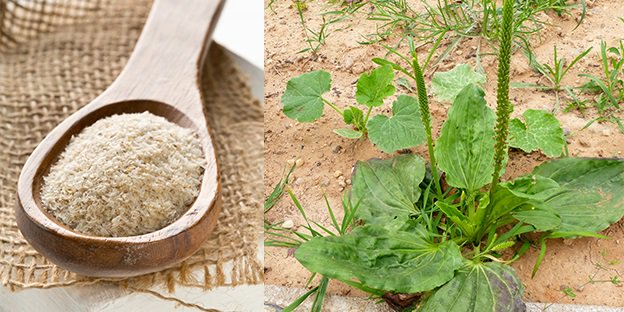 NEW BLOG ON PSYLLIUM HUSK AND POWDER
viralspices.com/blog/leading-s…