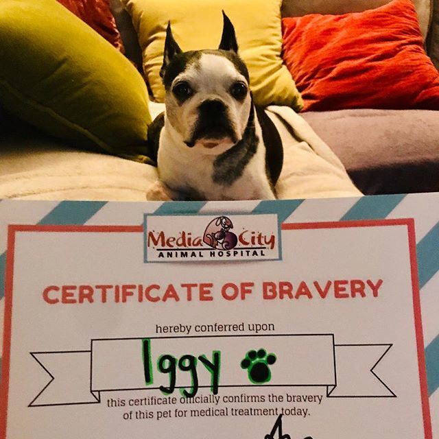samcondello's tweet photo. This little guy had extensive oral surgery today, but was a trooper as usual. Wish my dentist gave out certificates! Heโs on the mend with extra love and soft food. #iggy #stoneddog #bostonterrier #bostonsofinstagram #mediacityanimalhospital https://t.co/xJORIEHx9Q https://t.co/6jHCUo0Nv0