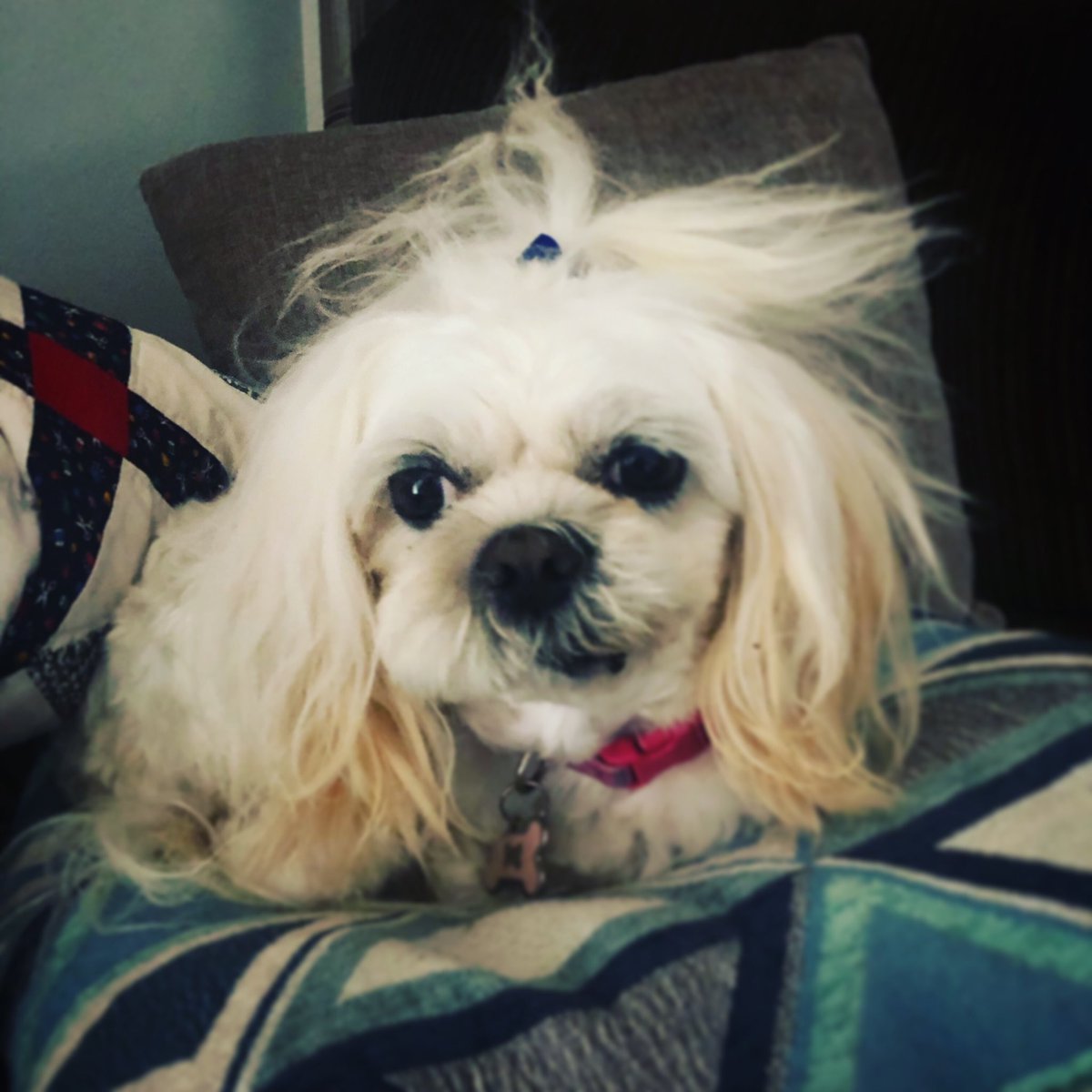 Why did you wake me? I was sleeping so hard. #lola #drumlife