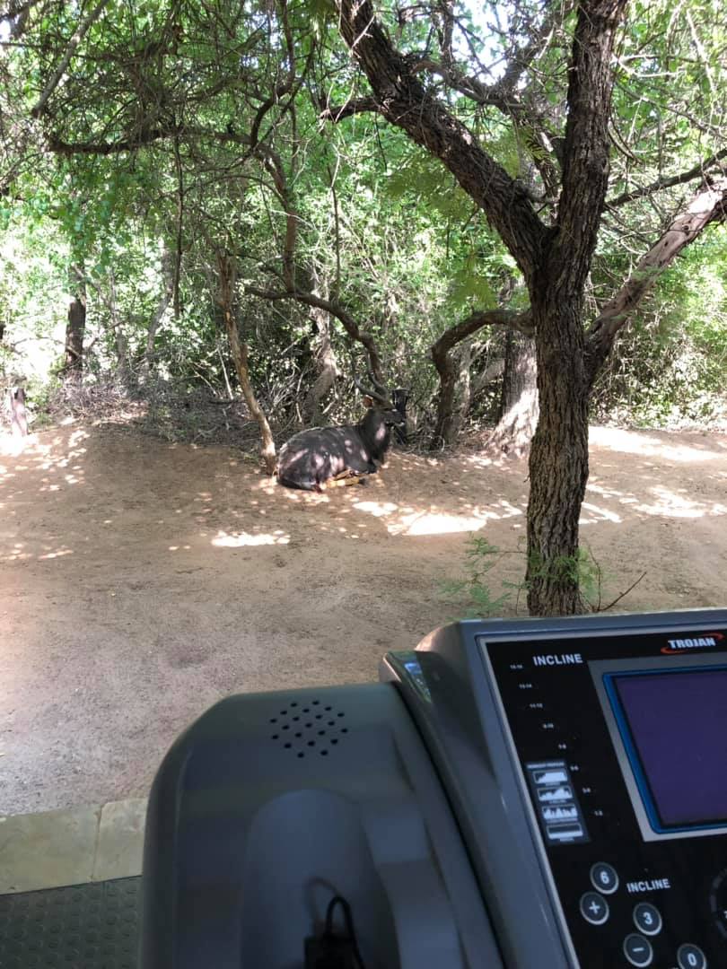 Moditlolodge's tweet photo. Our new outdoor gym is open... with a supervisor. Embrace the scenery with your early morning gym sesh. 💪🏋 #ModitloRiverLodge #nature #safari #Africa #SouthAfrica #Hoedspruit #wildlife #outdoor #gym #fitness #health #healthy https://t.co/JM7W92cc7u