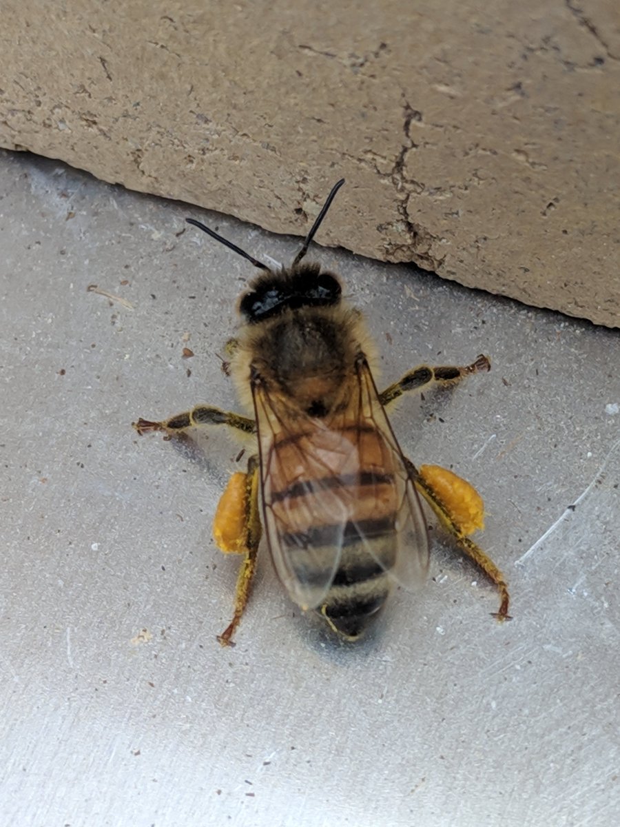AtTheBeeCompany's tweet photo. Spring #flowers are blooming and the #bees are hard at work collecting #pollen!  You know what comes next - #honey! #beekeeper #BEEKEEPING #pollinators #backyard 🐝 https://t.co/63VTA7Ac0s