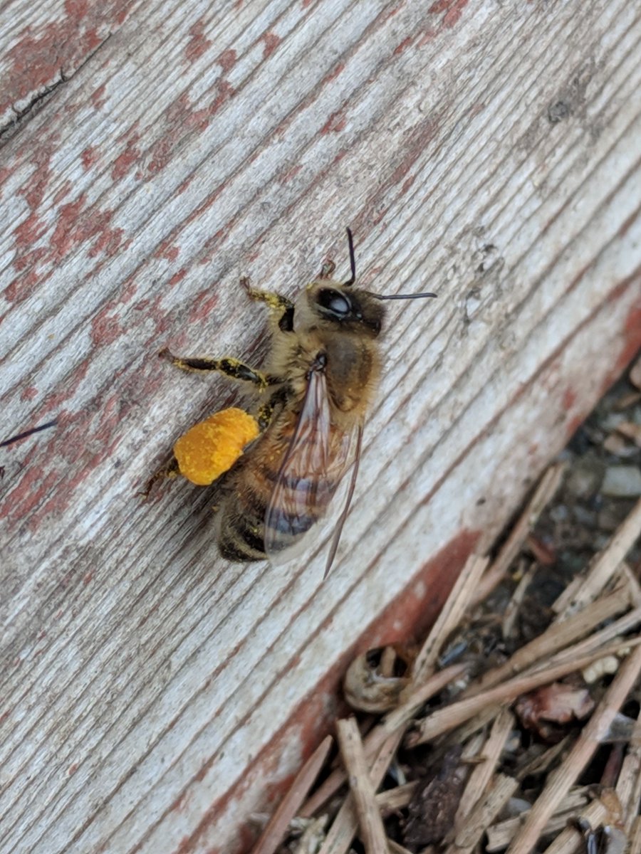 AtTheBeeCompany's tweet photo. Spring #flowers are blooming and the #bees are hard at work collecting #pollen!  You know what comes next - #honey! #beekeeper #BEEKEEPING #pollinators #backyard 🐝 https://t.co/63VTA7Ac0s