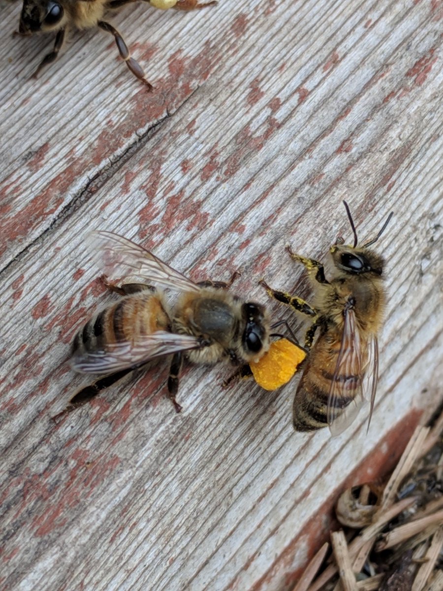 AtTheBeeCompany's tweet photo. Spring #flowers are blooming and the #bees are hard at work collecting #pollen!  You know what comes next - #honey! #beekeeper #BEEKEEPING #pollinators #backyard 🐝 https://t.co/63VTA7Ac0s