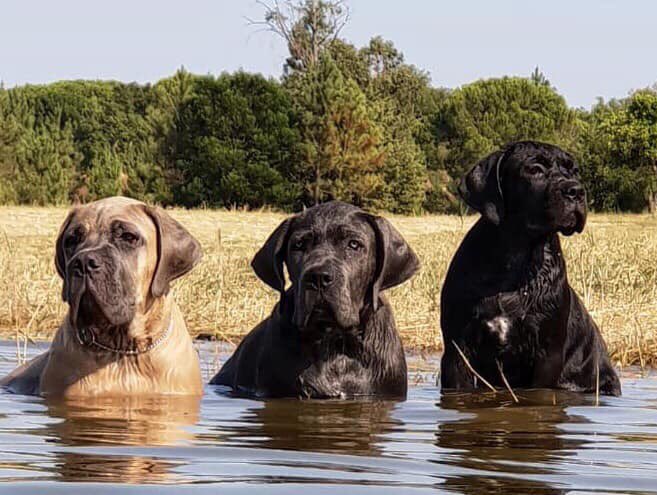 mycanecorso's tweet photo. *Catia Martins Ribeiro #mycanecorso #tcccoa #canecorso #canecorsoclubofamerica #canecorsocool #italianmastiff #corsolover #canecorsofamily #corsolife https://t.co/TTgugdjT42