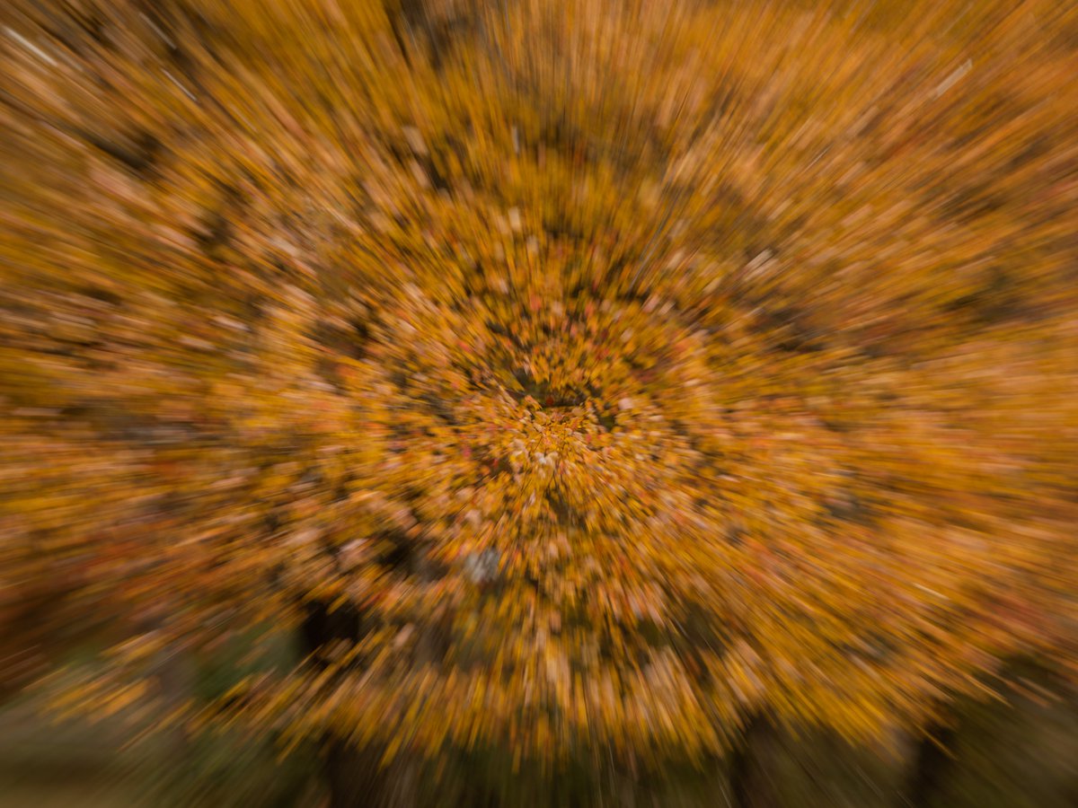 rdphoto91's tweet photo. exploding tree https://t.co/z3n6cNYava