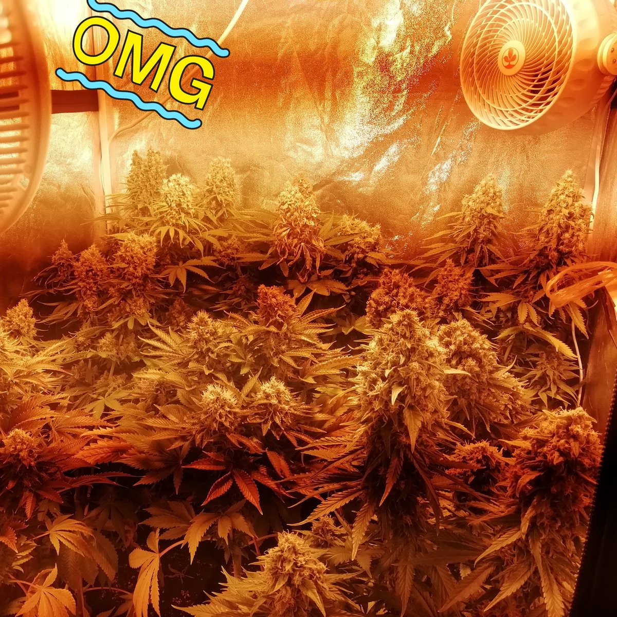 KTrichome's tweet photo. Asi estan a dia de hoy las #chocolope de #dnaseeds a falta de un par de dias para su cosecha. #weed #WeedLover #CannabisCommunity #cannabiseuropa #Indoor #cultivo https://t.co/EsaPnhjqBN