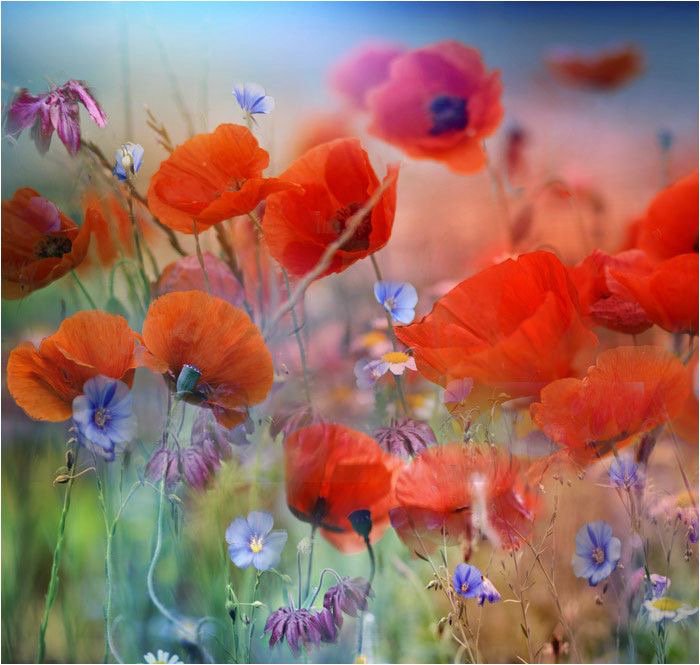 RT <a href="/ramblingsloa/">Ramblings</a>
The heart is like a garden.
It can grow compassion or fear, resentment or love.
What seeds will you plant there?

Jack Kornfield
Pic Pierrette Lu 
via @JackieZiaja