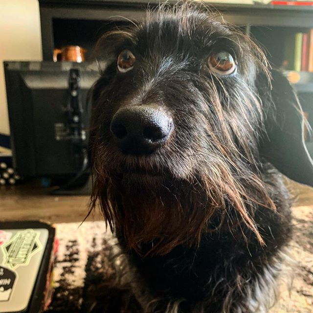 alishaalyson's tweet photo. When you know you’ve been a bad dog, but dinner is soon... 🙄 #avoideyecontact #thecapn #doxiescott #alishaalyson https://t.co/4uEJ9r4RVd https://t.co/Xp0x5rYMhw