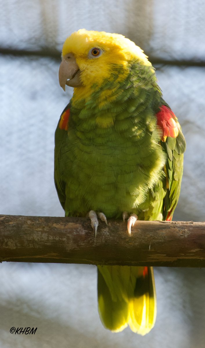 Mararda10's tweet photo. Yellow-headed Amazon. @PaigntonZoo @ParrotOfTheDay #Amazona #oratrix #yellow #headed #Amazon #parrot #bird #avian #perched #PaigntonZoo https://t.co/lqcImRIdLZ