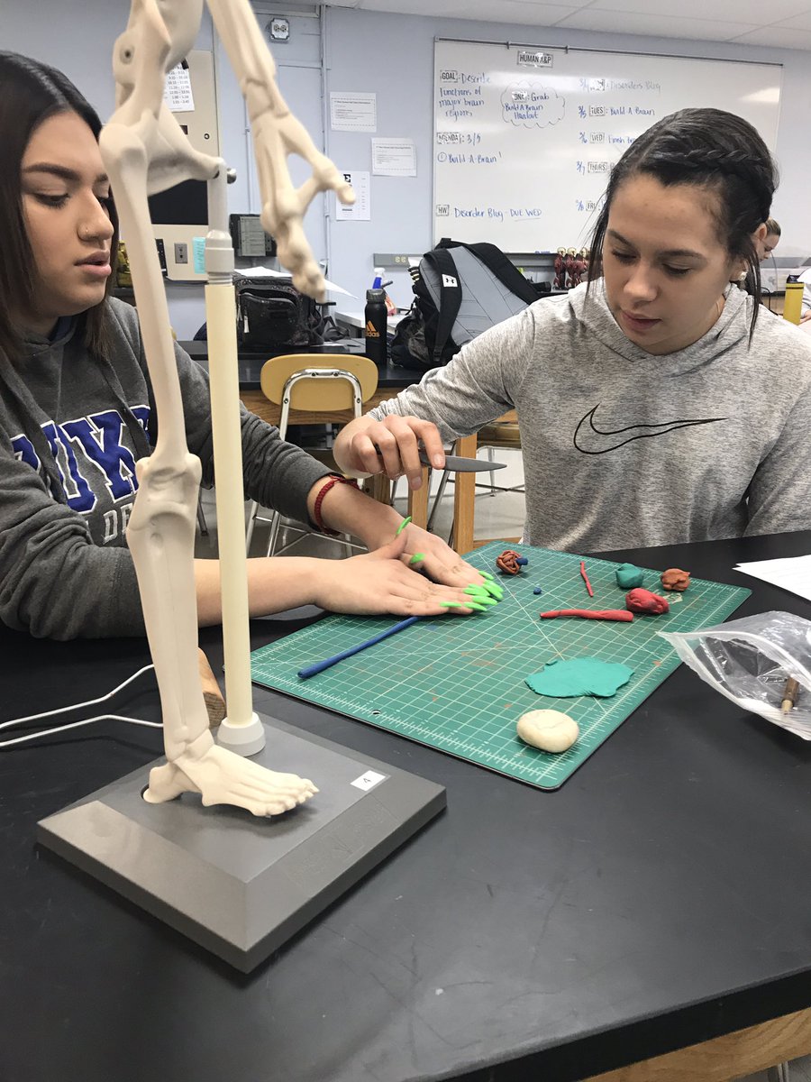mhempen4's tweet photo. Using our Anatomy in Clay sets to create models of the brain 🤓 #anatomyinclay #d127getsreal https://t.co/XO4WpJ63Qq