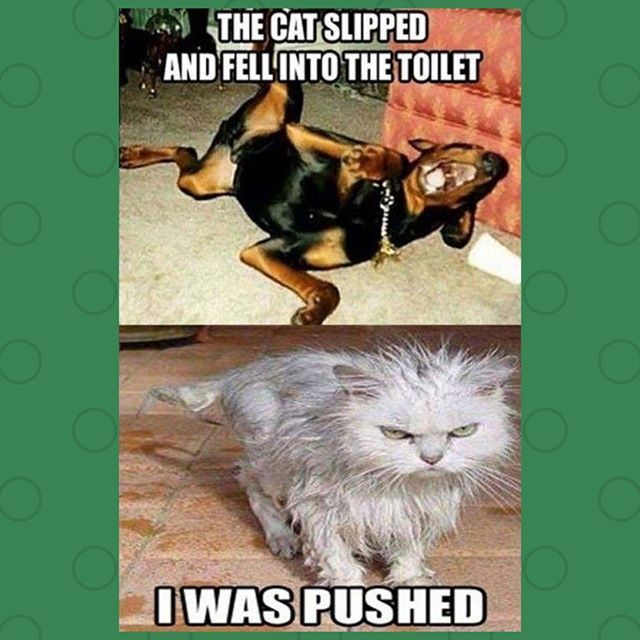 DebbieJCrafts's tweet photo. sorry.... this is just too funny :D 
#craft #crafter #craftersofinstagram #planneraddict #papercrafts #plannerlove #planneraddicts
#planning #plannercommunity #planneraccessories 
#plannerjunkie #plannerstuff #plannergoodies #plannersupplies 
#plannerdecoration #plannernerd … https://t.co/08h5NNbyPZ