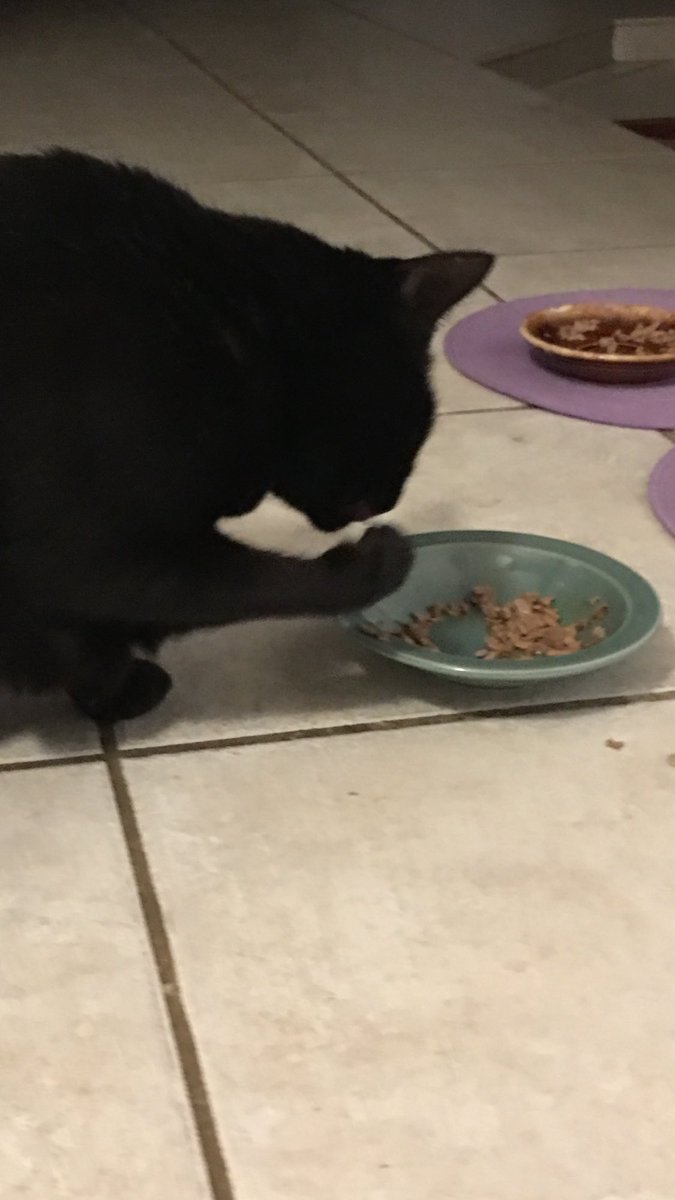 DianeEarnhardt's tweet photo. “BB” sayin.. What’s Up?? #NoSilverware. ?? 🐾🍴🍽🍴🐾😂🐾 https://t.co/jgvJnqlAOz