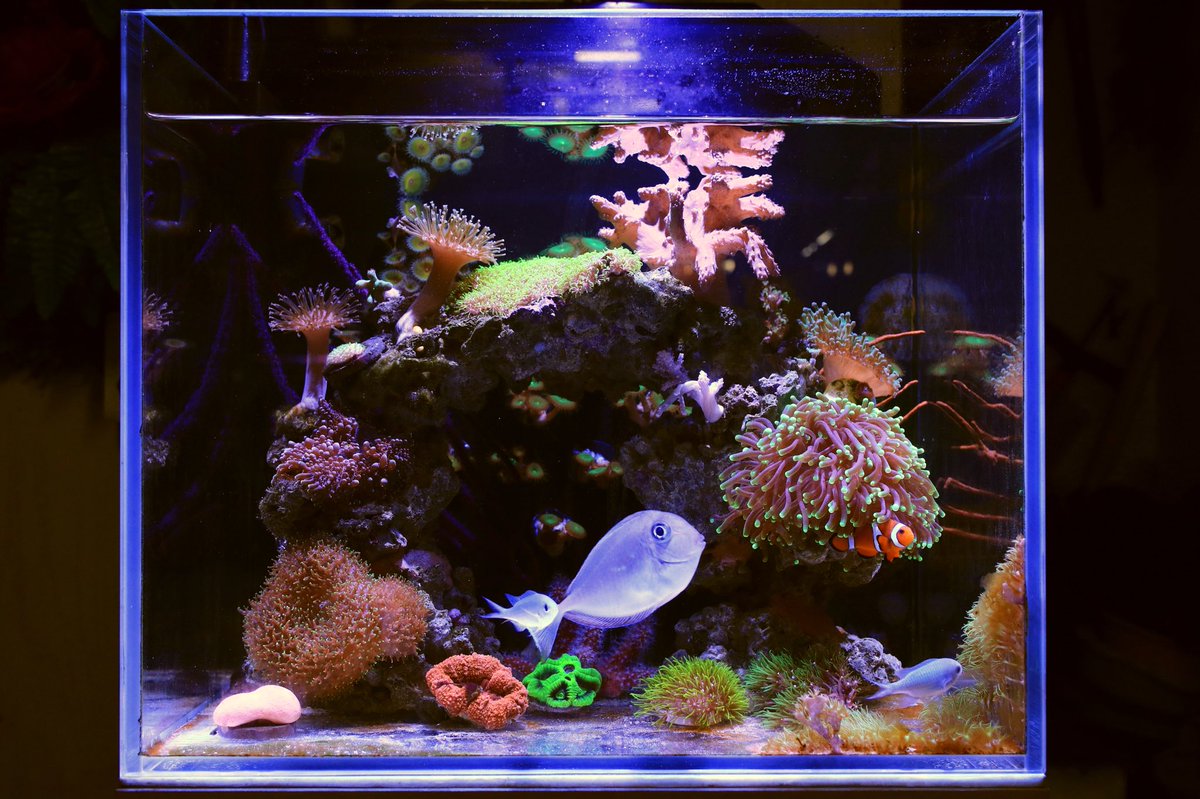 Fischerchem's tweet photo. #aquarium landscape #SPS #LPS #reef tank water quality #test #kit Ca Mg K Sr KH pH NO3 NO2 NH4 PO4test kit
https://t.co/OJp4tTA3ct https://t.co/e3ZWJcy2LS