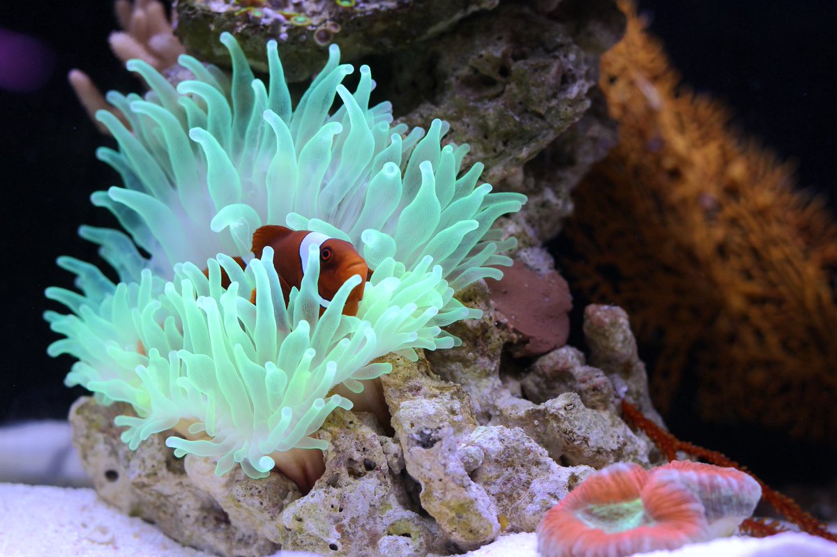 Fischerchem's tweet photo. #aquarium landscape #SPS #LPS #reef tank water quality #test #kit Ca Mg K Sr KH pH NO3 NO2 NH4 PO4test kit
https://t.co/OJp4tTA3ct https://t.co/e3ZWJcy2LS