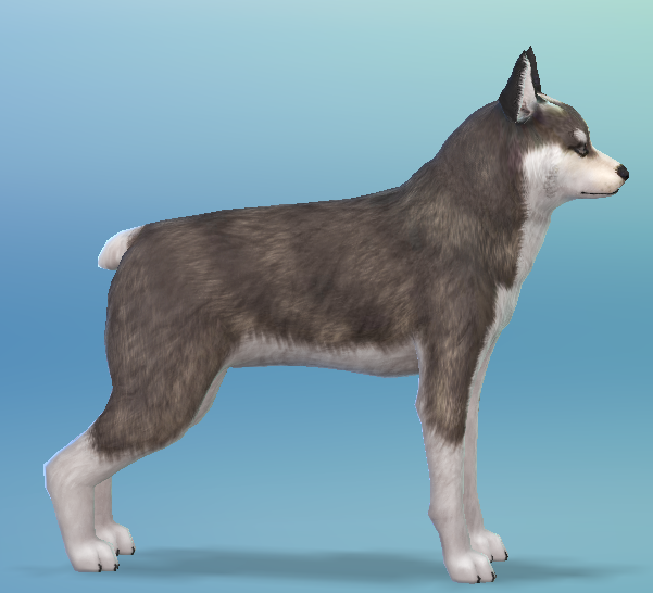 AshariaArt's tweet photo. #WIP Little Sneakpeak from the #Pomsky i making at time. I hope you will like him, because i do all the best i can ♥ 💜#TheSims4 #Asharia #AshariaArt https://t.co/FLKzpENWl4