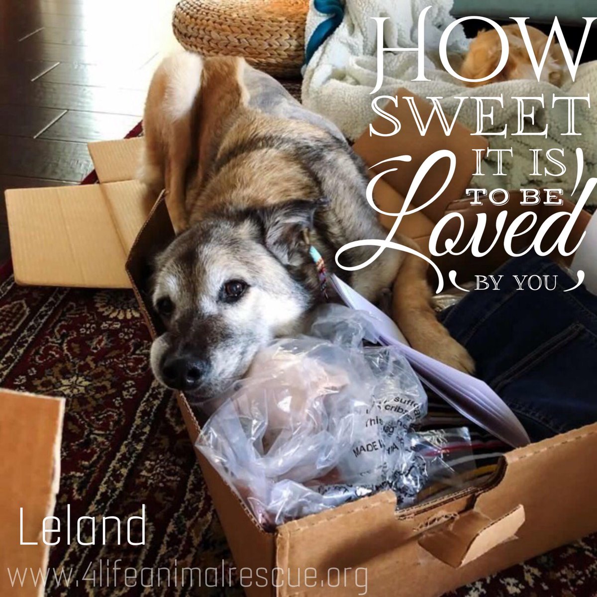 4LifeRescue tweet media