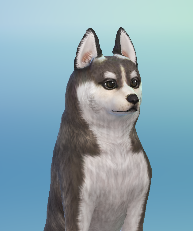 AshariaArt's tweet photo. #WIP Little Sneakpeak from the #Pomsky i making at time. I hope you will like him, because i do all the best i can ♥ 💜#TheSims4 #Asharia #AshariaArt https://t.co/FLKzpENWl4