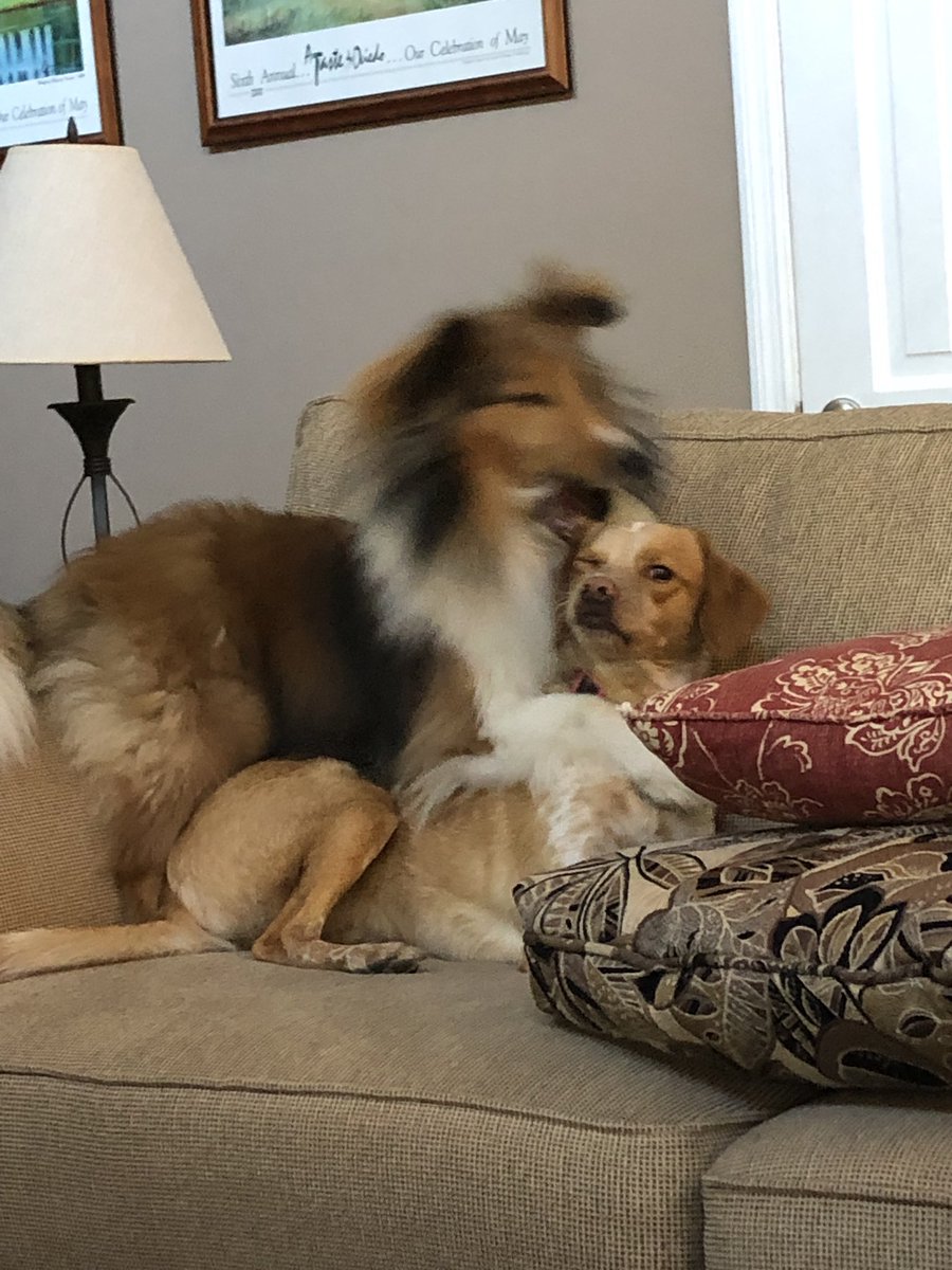 clkavenagh's tweet photo. @dog_rates @Linnnnnnnnnn94 I feel the need to post this. This is Ginger and Scarlet. Apparently they are the grown up twins to Lilo and Boggins. Some things never change. Boggins and Scarlet even share the same RBF. https://t.co/9n3y7Iq0la