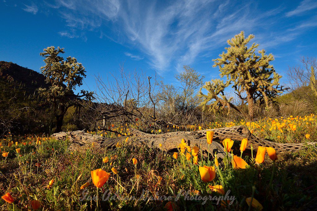 Springtime in the Sonoran Desert. #springiscoming #spring #wildflowers #desert #sonorandesert #desertwildflowers #tucson #arizona #saguaronationalpark #saguarowest #poppies #flowers #naturephoto #landscape #desertflowers #southwest