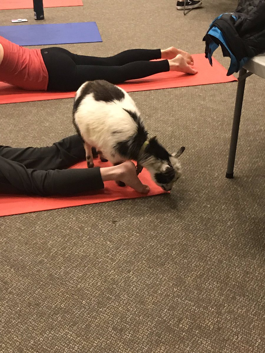 animalclubwhs's tweet photo. So many great pictures and fun experience!  If you missed out today, visit @happygoatluckyyoga to experience the fun https://t.co/WZbJmojrCg