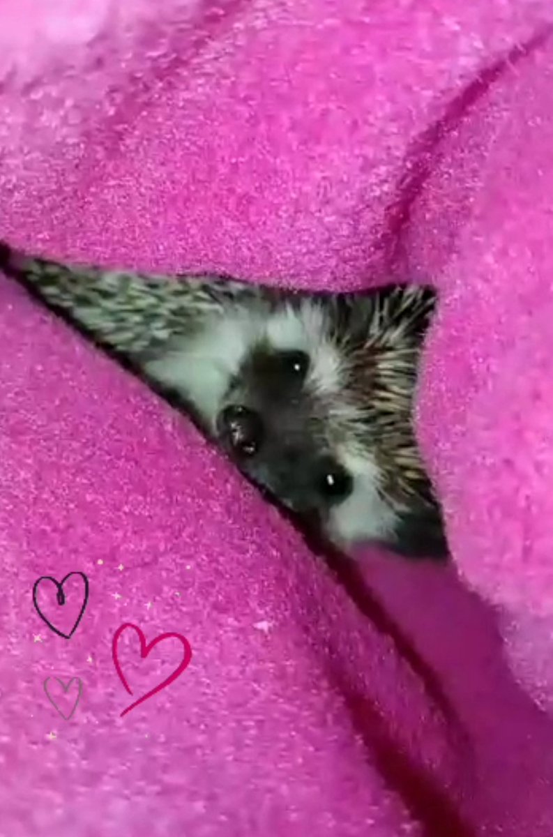 amy_lynne87's tweet image. #HedgieMom #hedgehogs #Willow #loveher 😍