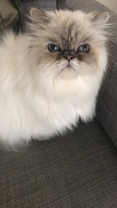 Back to happy things. Here&rsquo;s some Lola pics! https://t.co/NuDeF8rx0c<a href="/tag/noglassestoday"class="tags"><span>#noglassestoday</span></a>