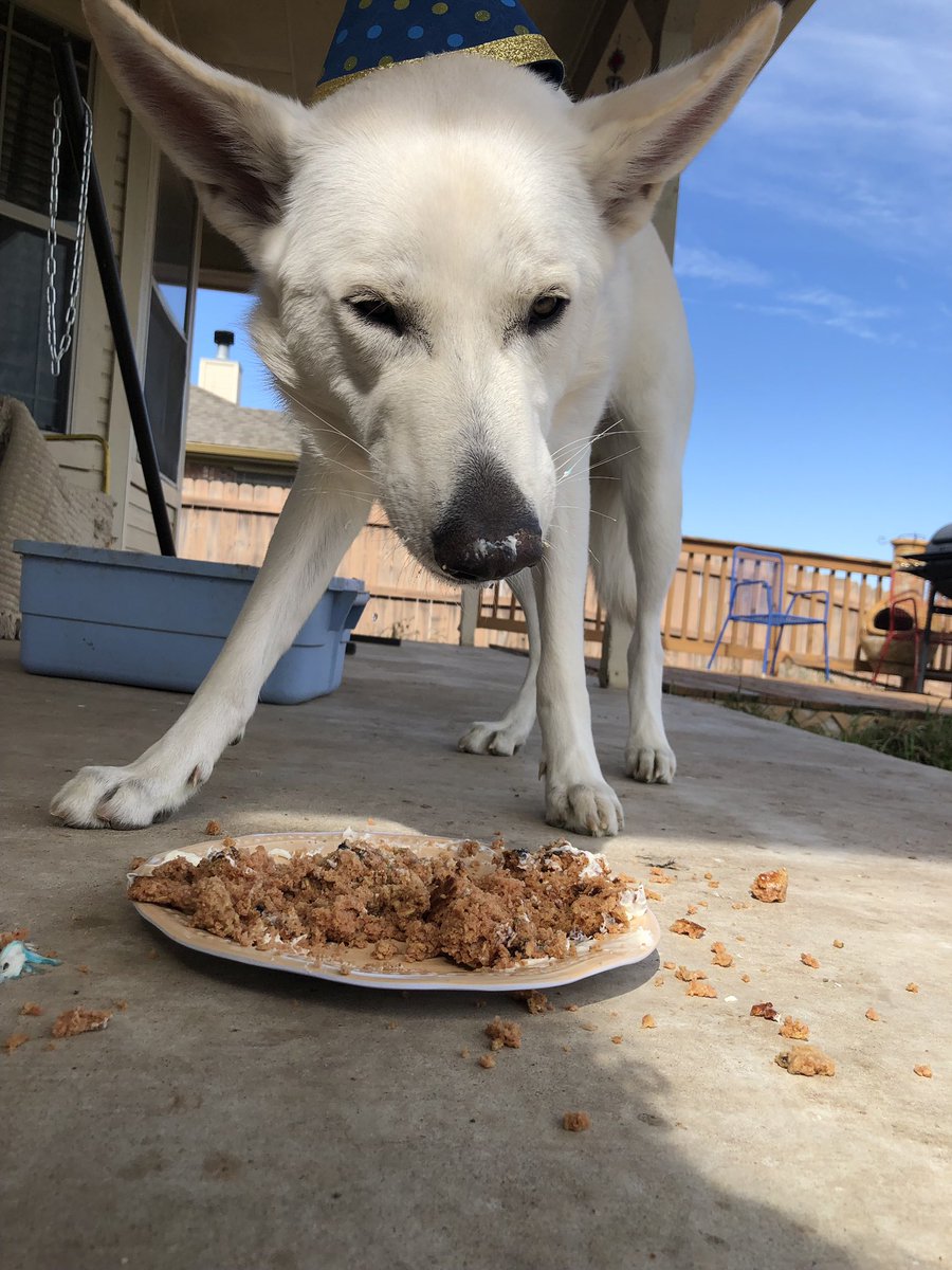 nataaaaliexM's tweet image. Today was my dogs first birthday so I made him a cake and every thing he loved it #puppymom