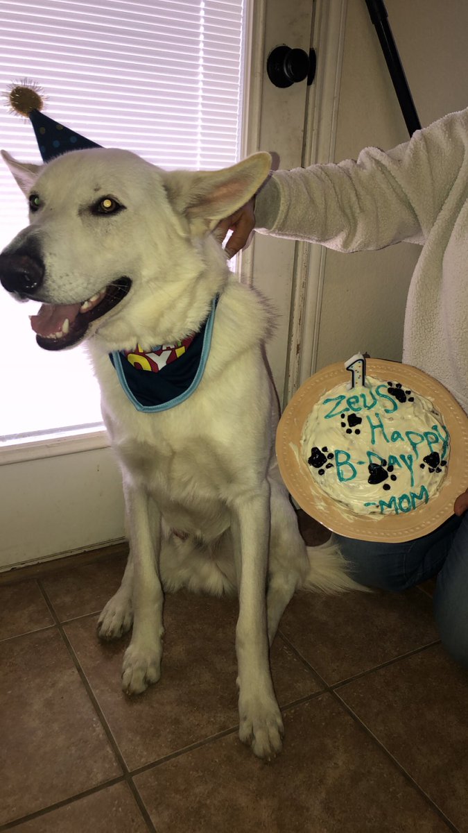 nataaaaliexM's tweet image. Today was my dogs first birthday so I made him a cake and every thing he loved it #puppymom