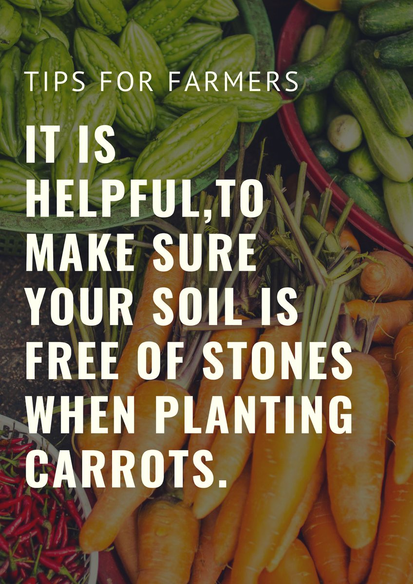 LU_SAAS's tweet photo. Stones obstruct the path of carrot roots, which can result in a stunted and misshapen crop. #lusaas https://t.co/CRx4YpA7kX